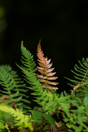 Fern